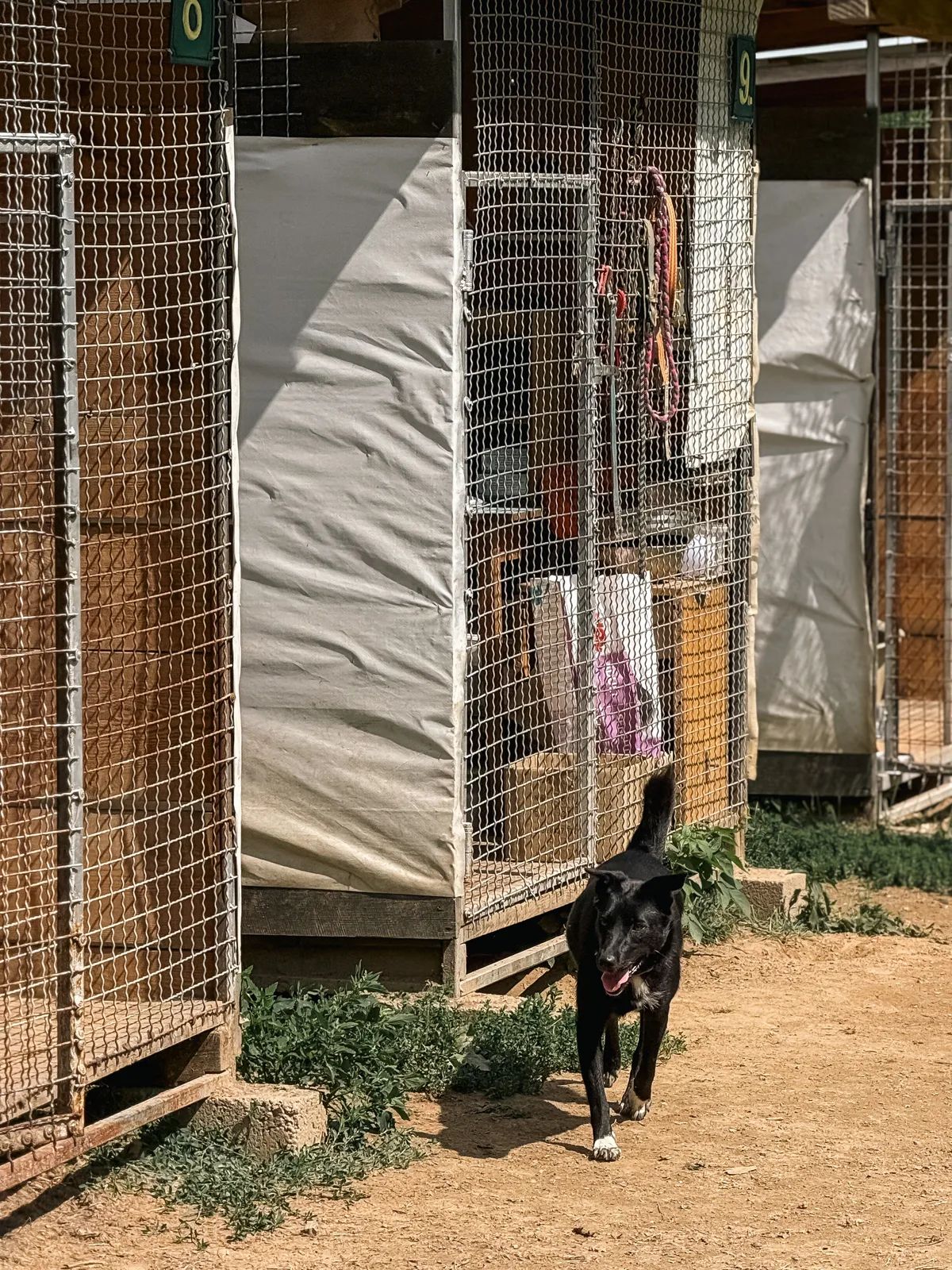 Bahira, Medium, 3 y.o