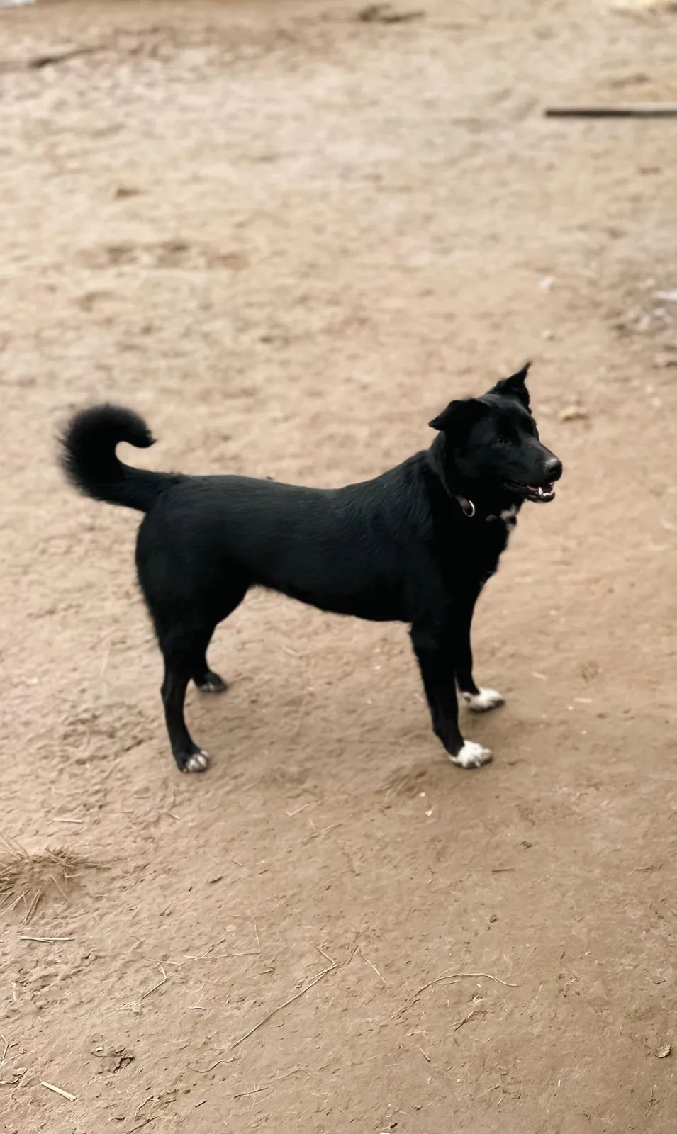 Bahira - Photo 2
