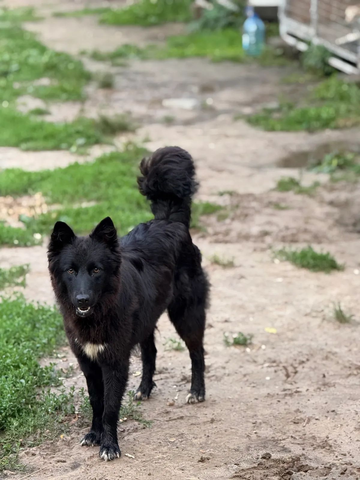 Bulochka, Medium, 2 y.o
