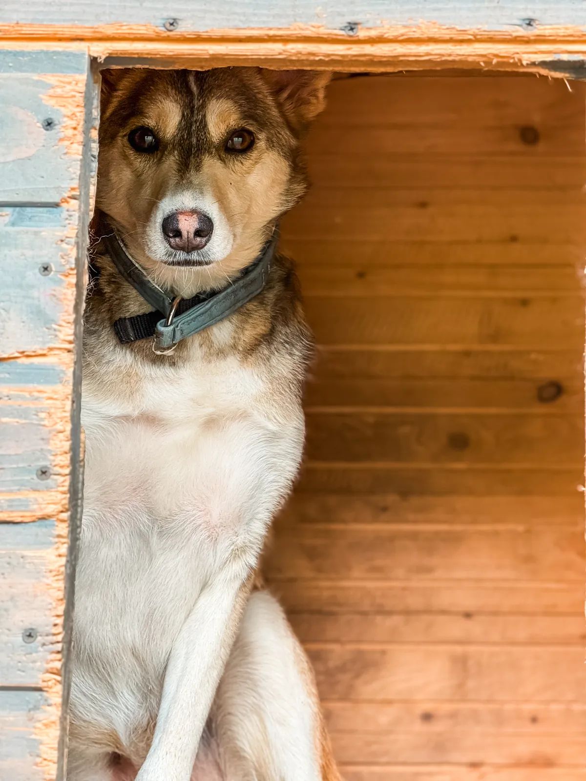 Hloriya, Medium, 4 y.o
