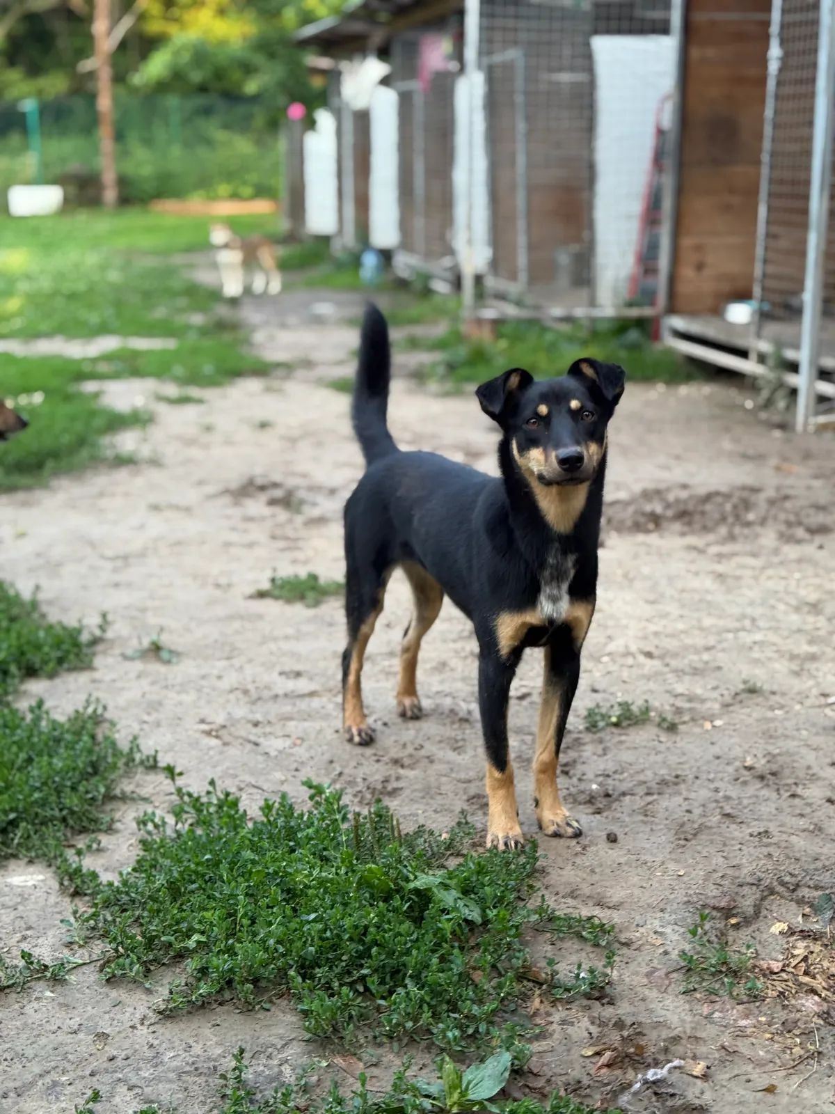 Dzhuliya, Medium, 2 y.o
