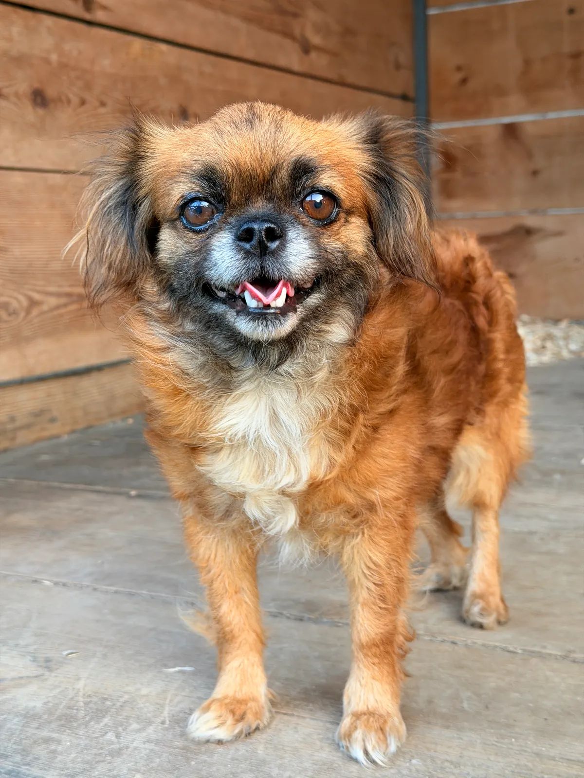 Doli, Small, 2 y.o