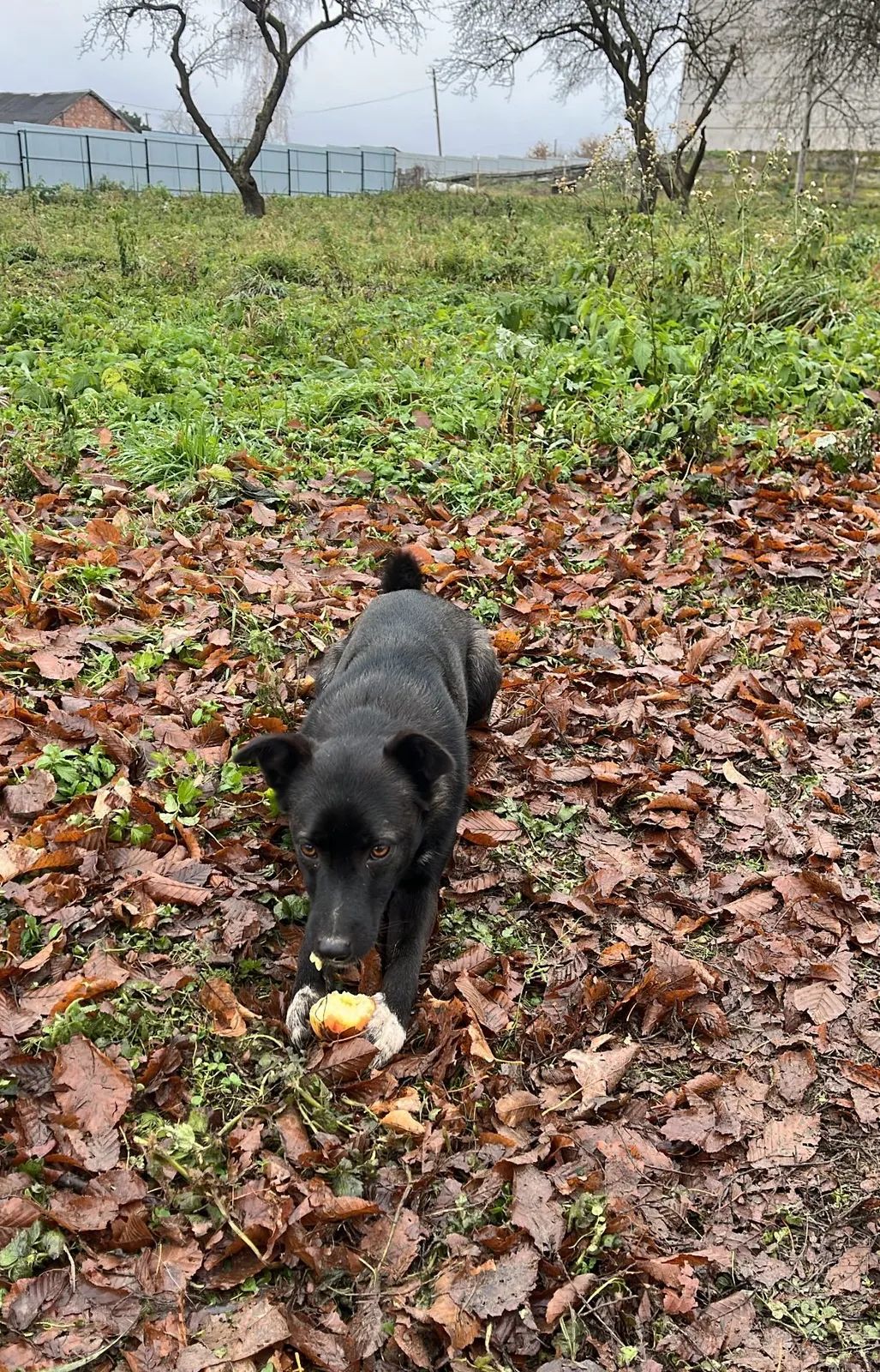 Bella - Photo 3