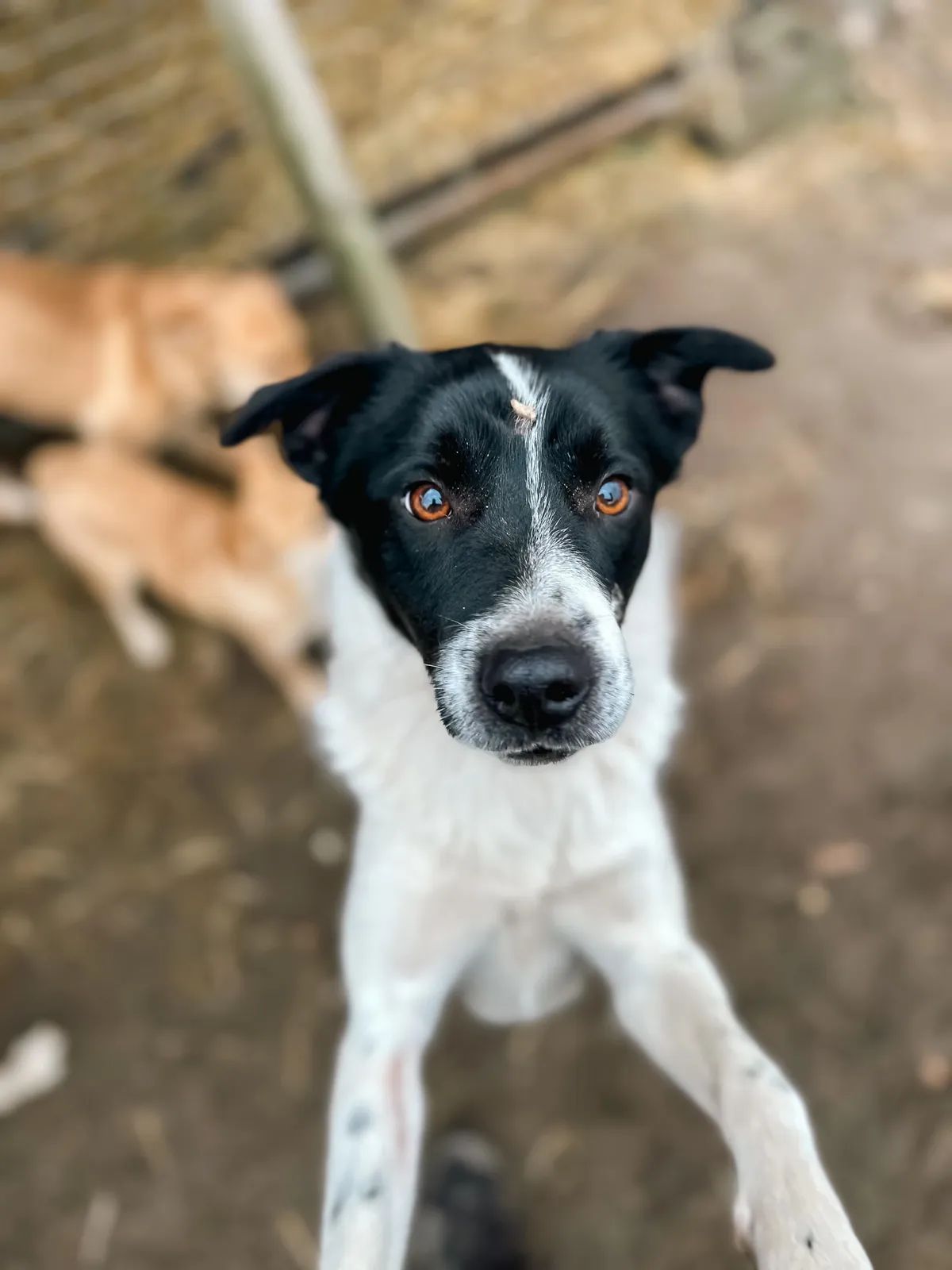 Kosmos, Medium, 3 y.o