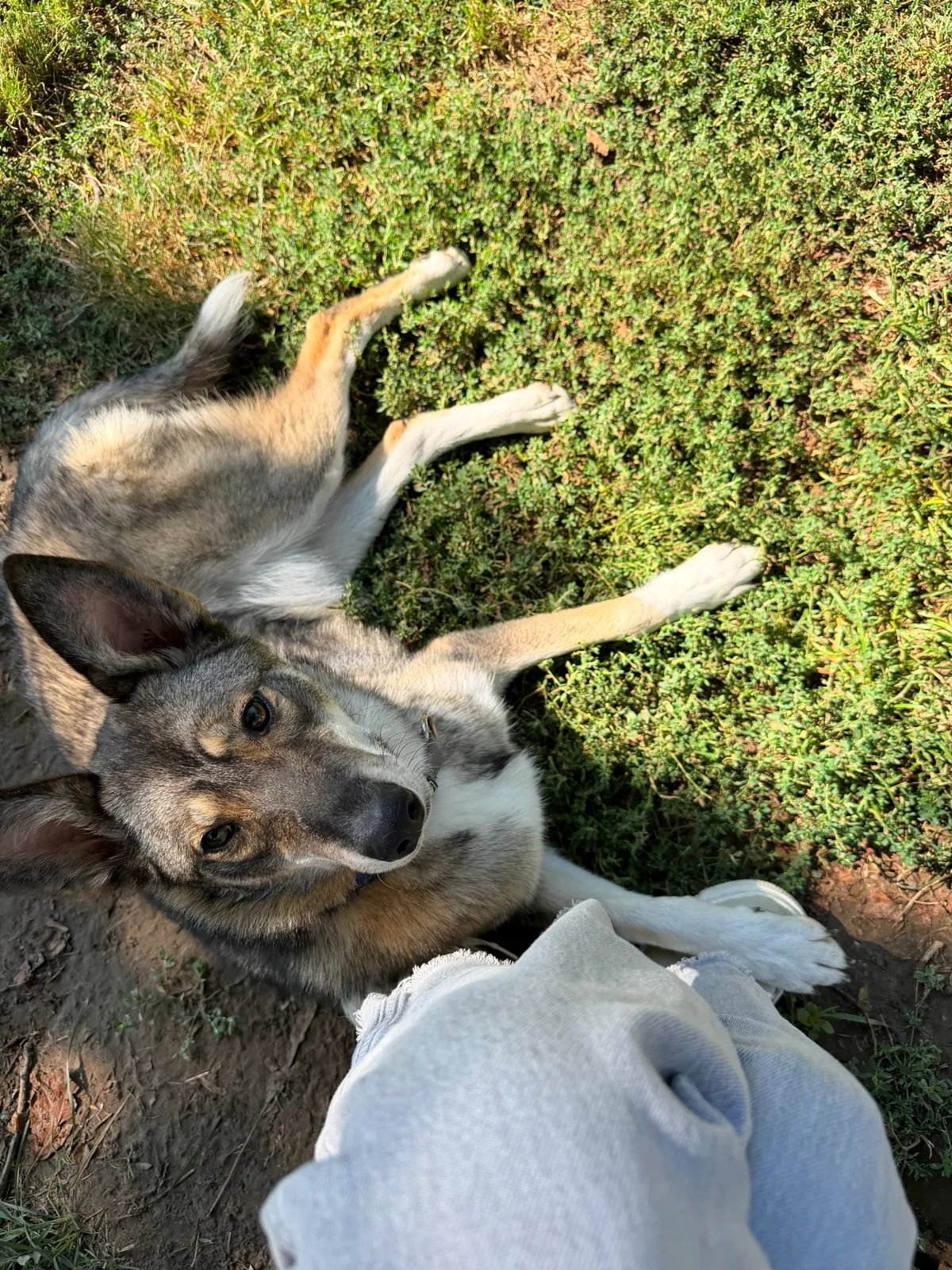 Linda, Large, 2 y.o