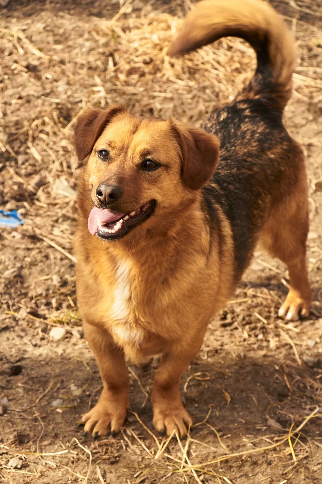 Mars, Medium, 3 y.o