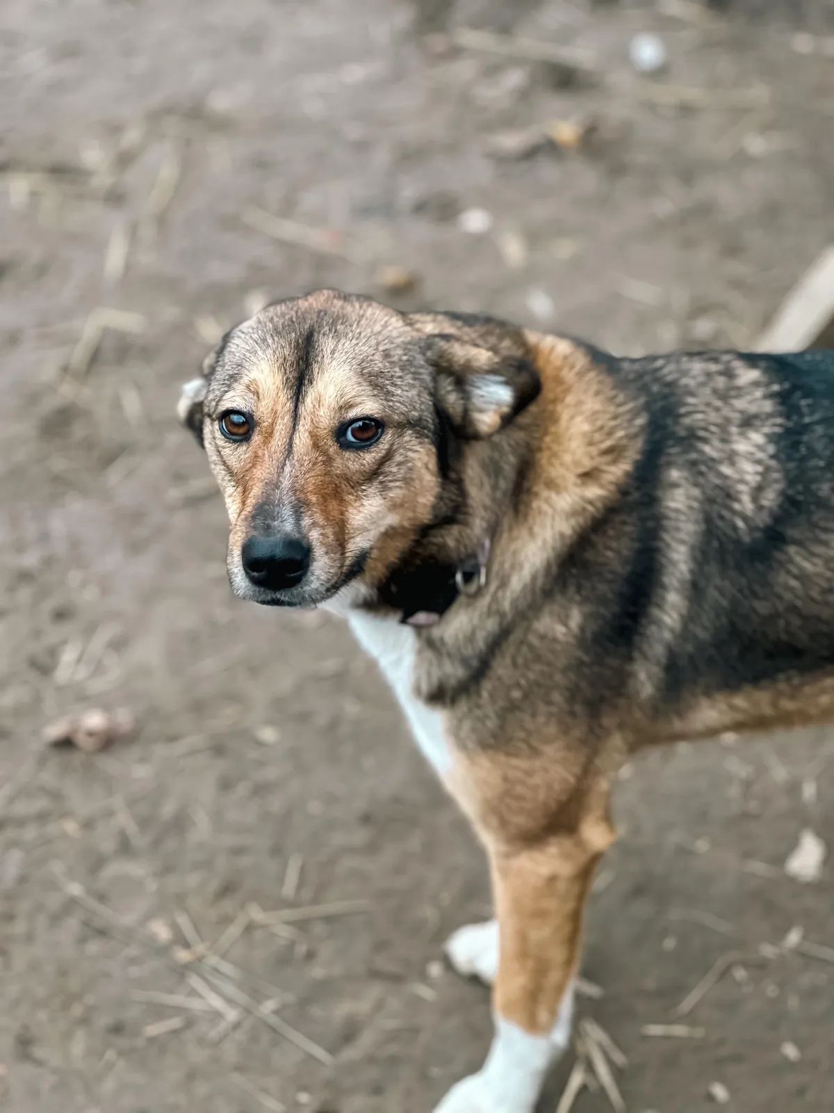 Mushka, Medium, 3 y.o