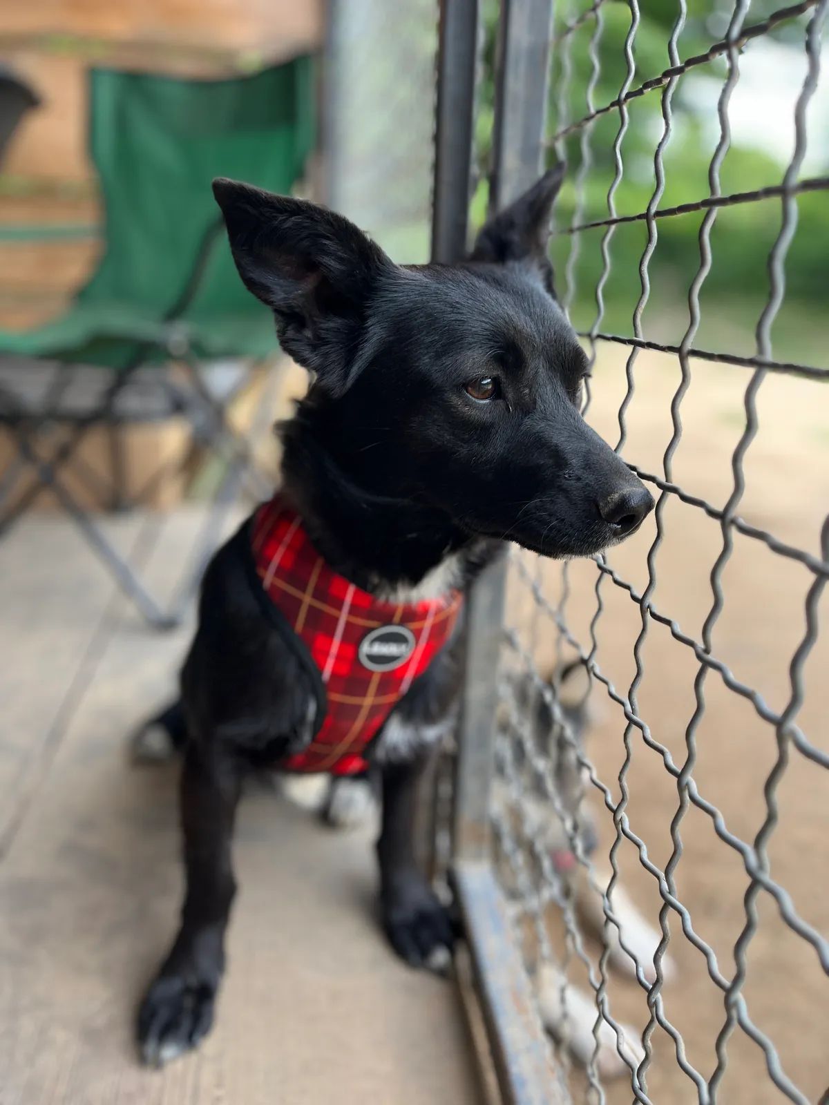 Oreo, Small, 3 y.o