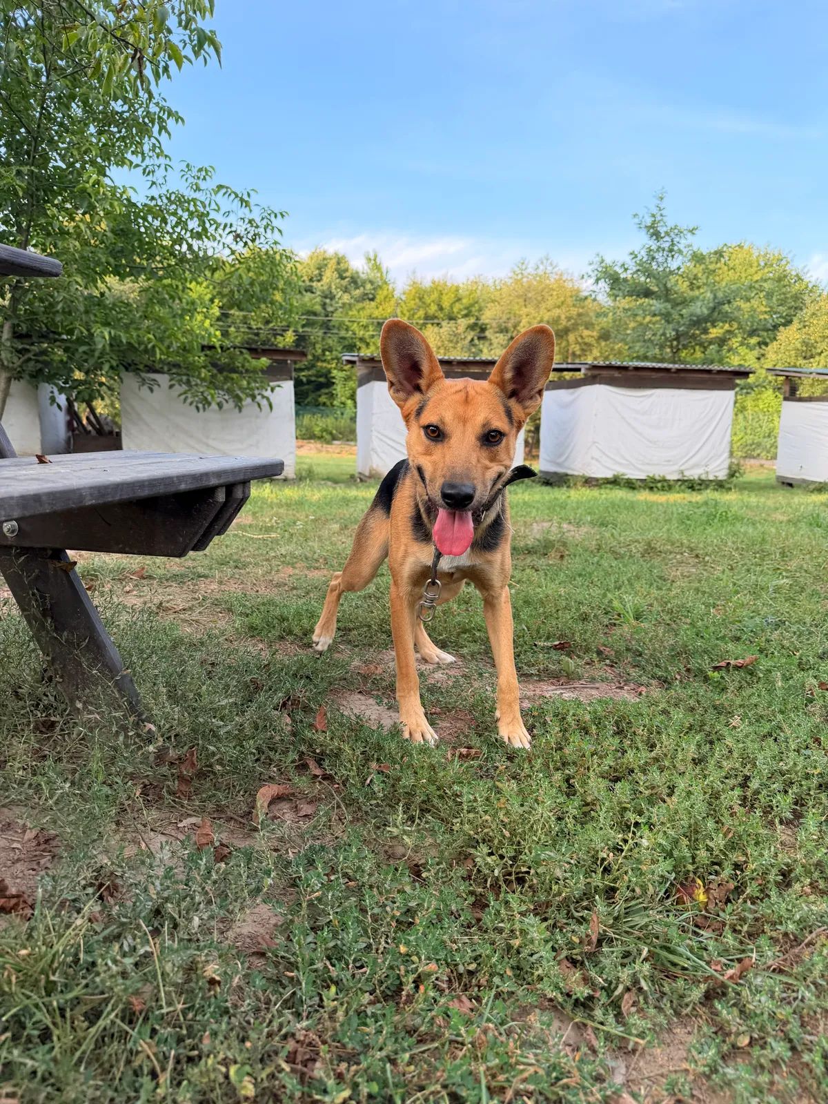 Oskar, Medium, 1 y.o