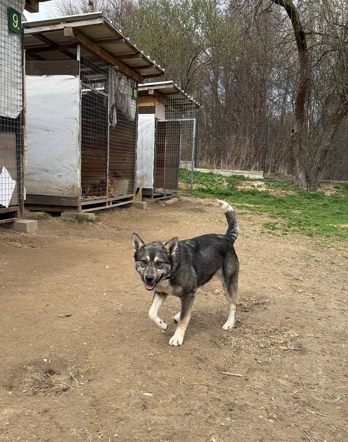 Sandra, Medium, 1 y.o