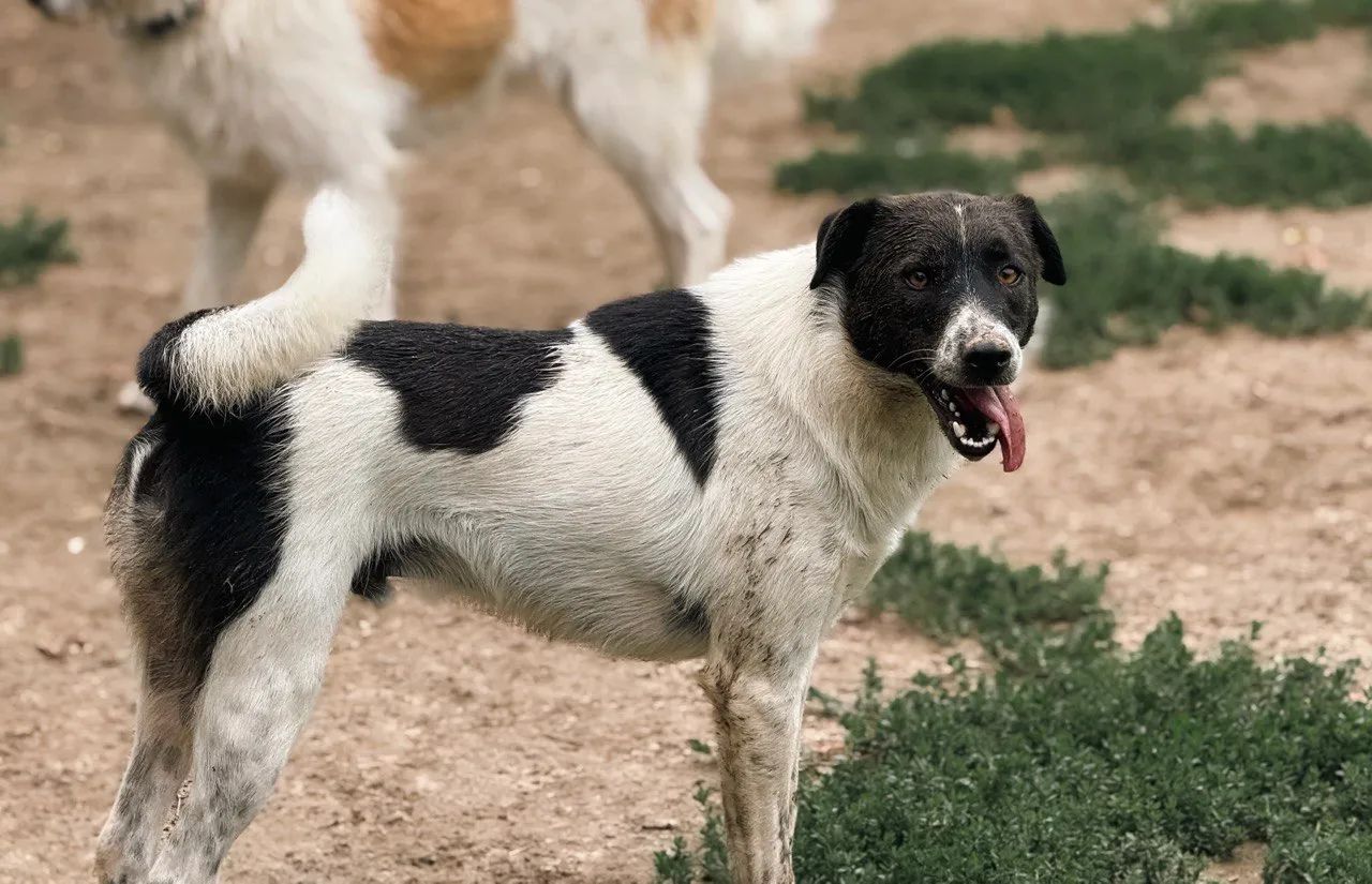 Taison, Medium, 3 y.o