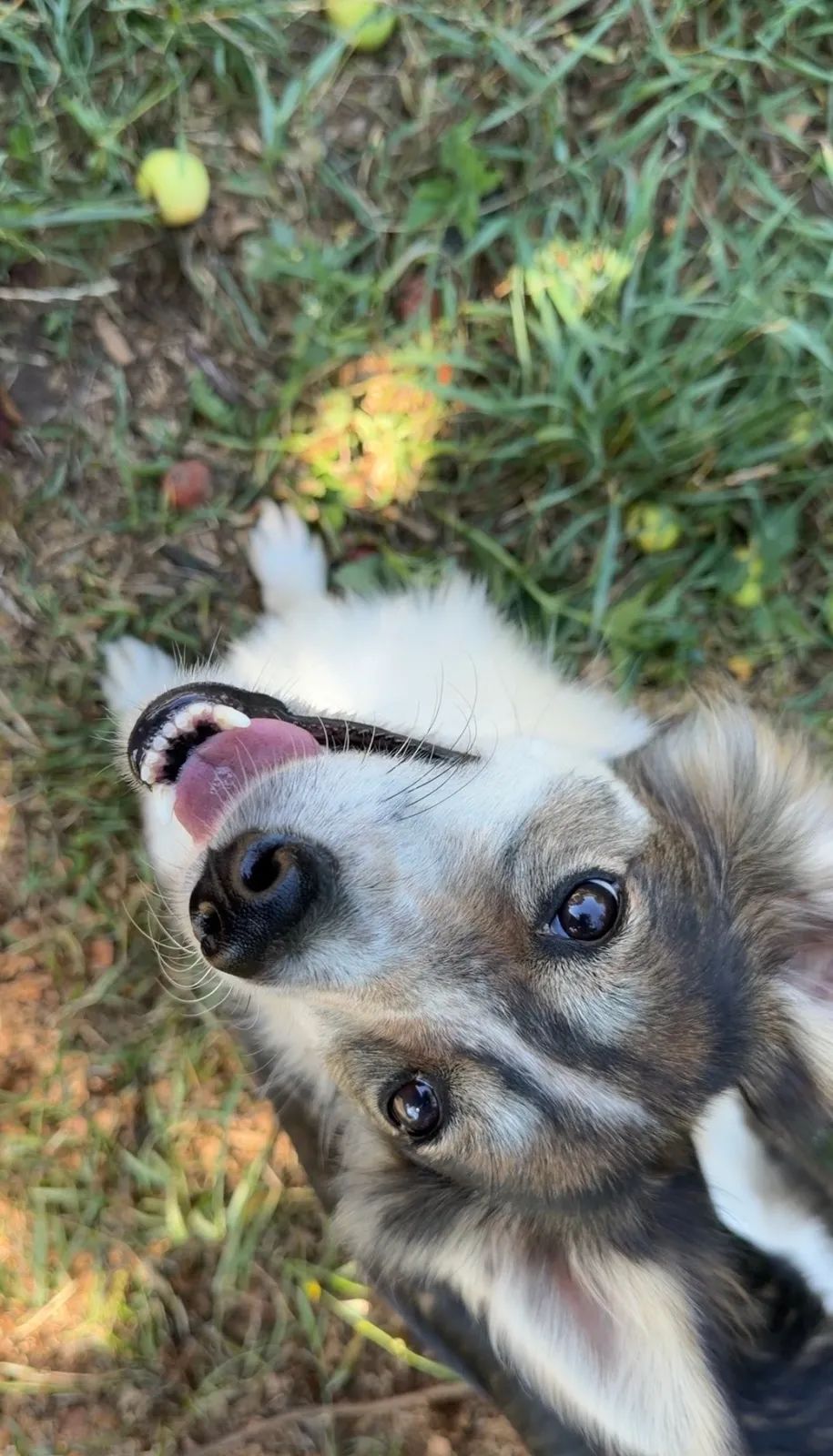 Bilianka, Medium, 2 y.o
