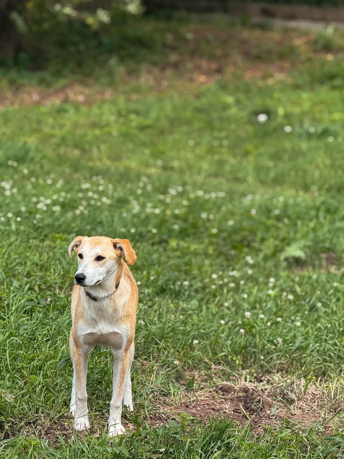 Shai, Large, 2 y.o