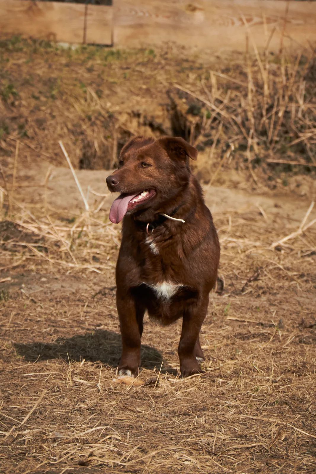 Shokoladka, Medium, 3 y.o