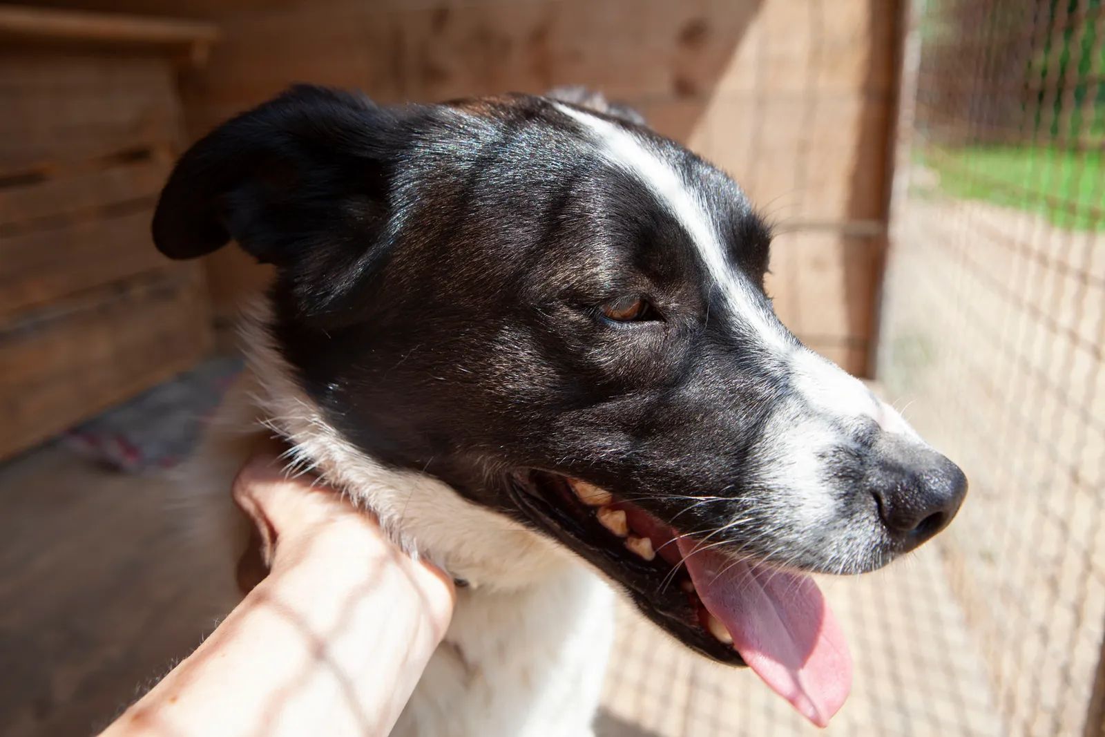 Bim, Medium, 3 y.o