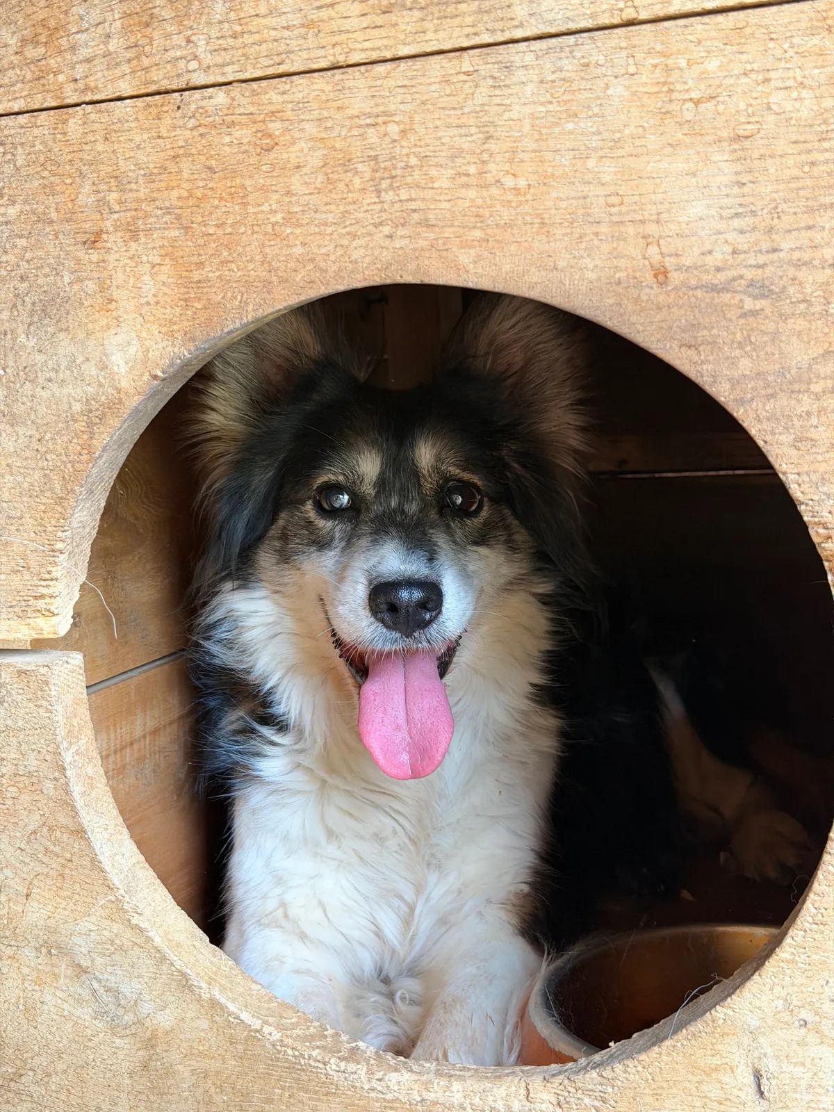 Bilka, Medium, 10 y.o