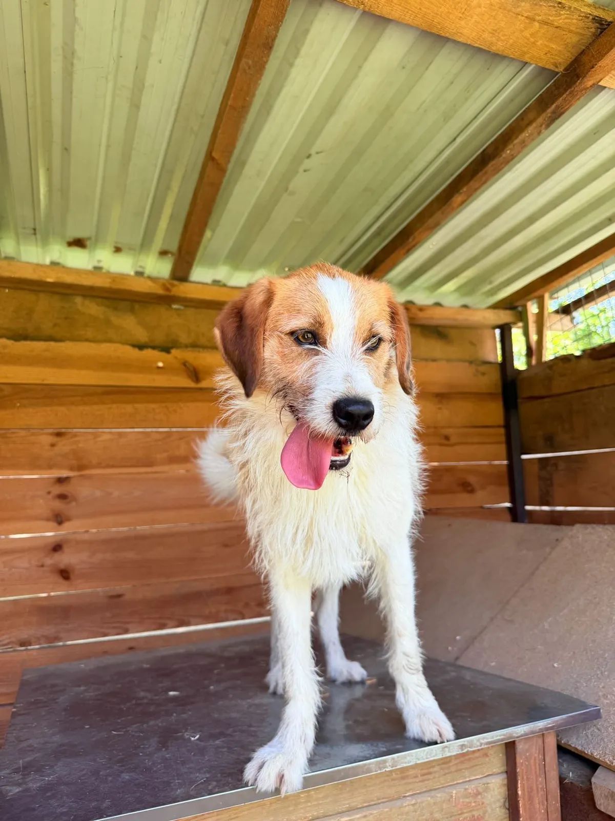 Boni, Medium, 2 y.o