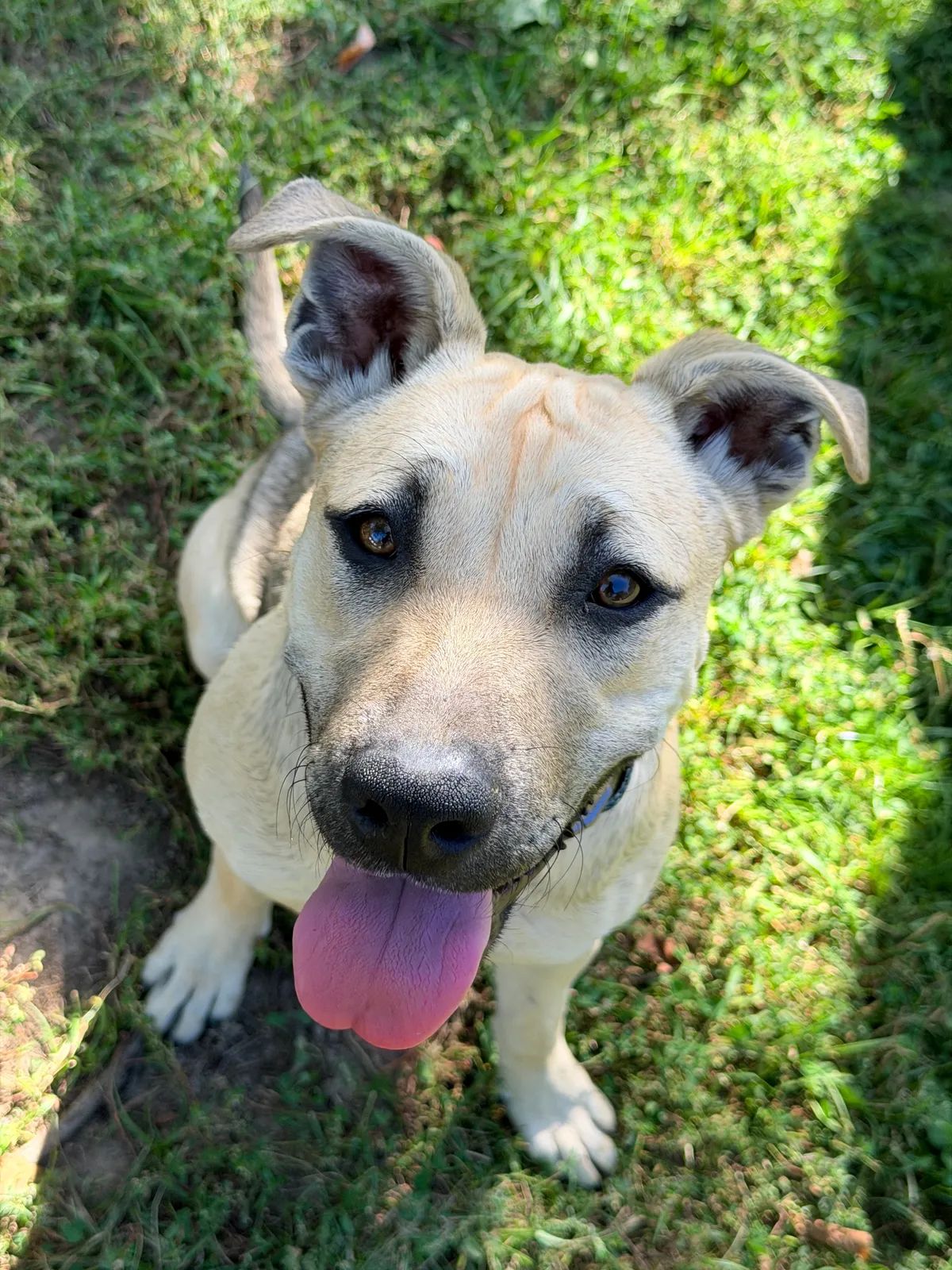Miya, Large, < 1 year