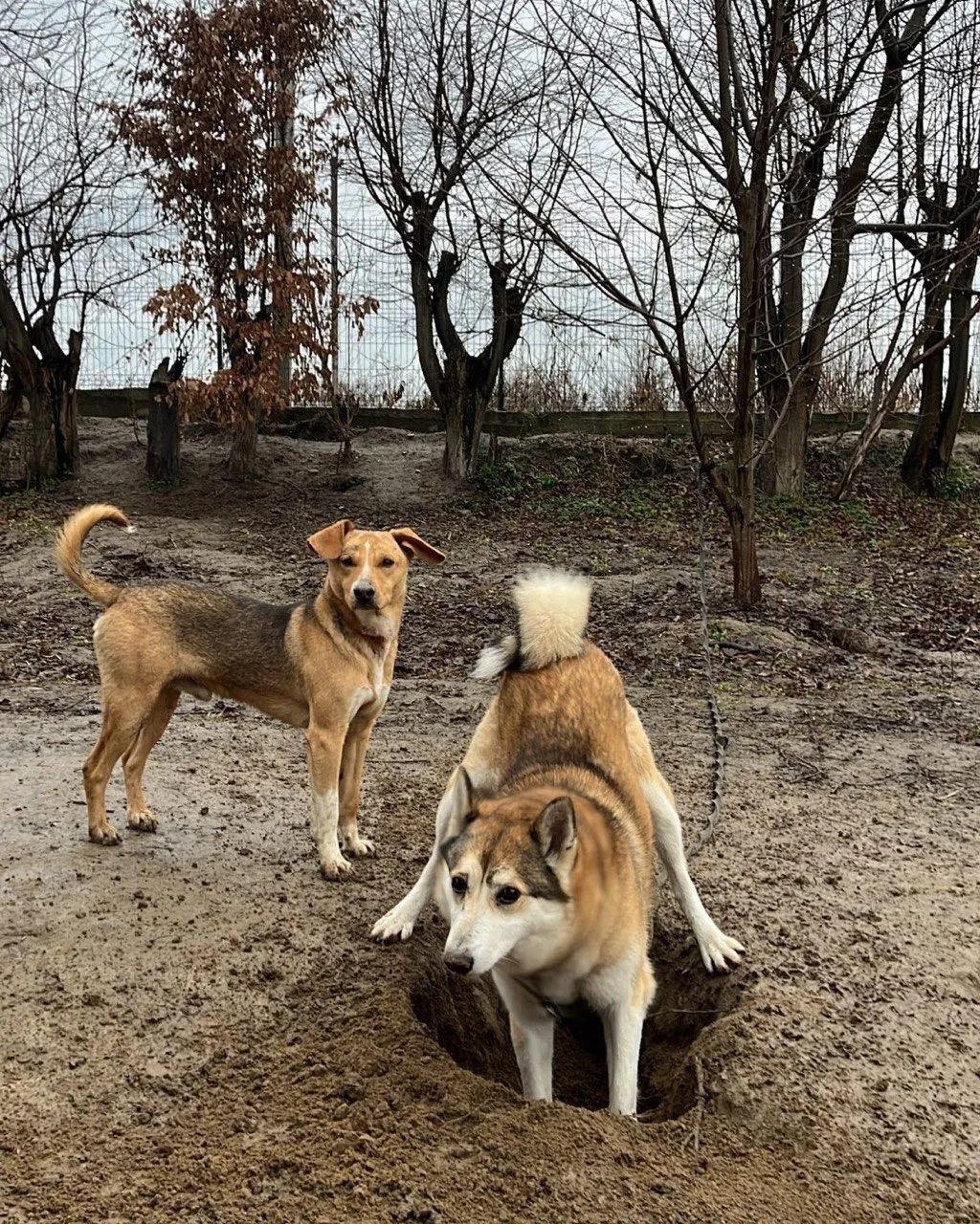 Фото з притулку 9
